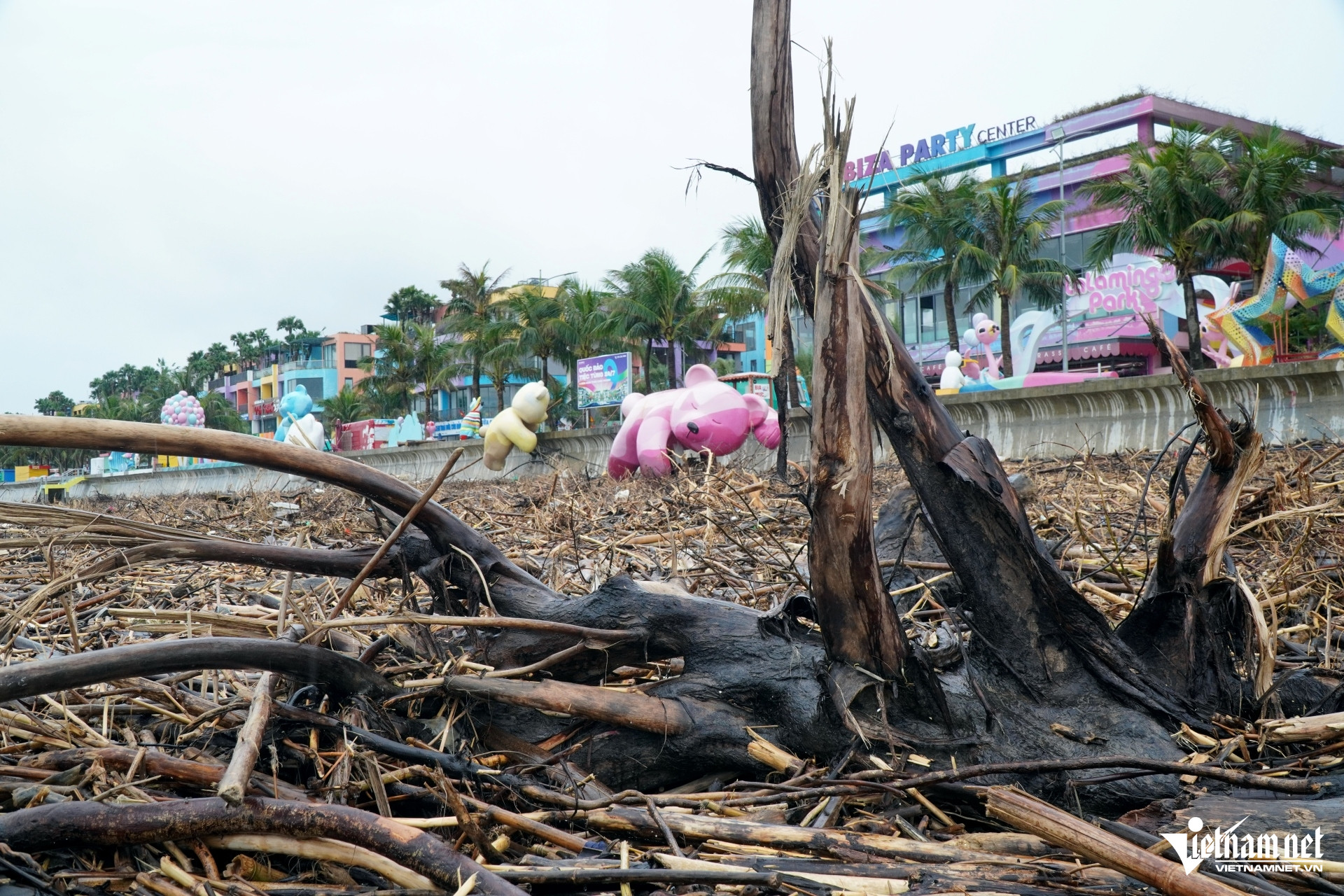 W-a3Điều bất ngờ ở bãi biển Thanh Hóa.JPG.jpg