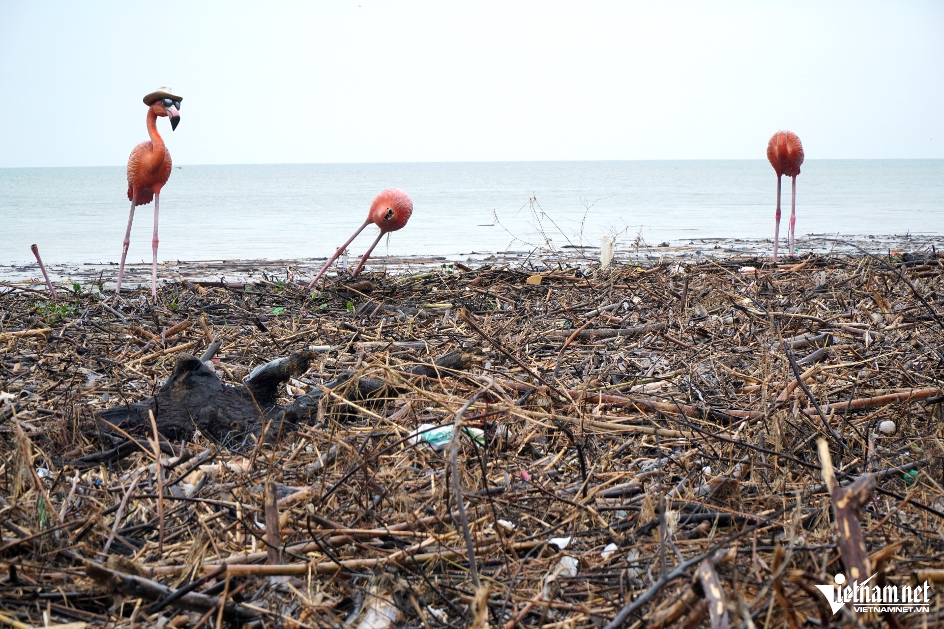 W-a5Điều bất ngờ ở bãi biển Thanh Hóa.JPG.jpg