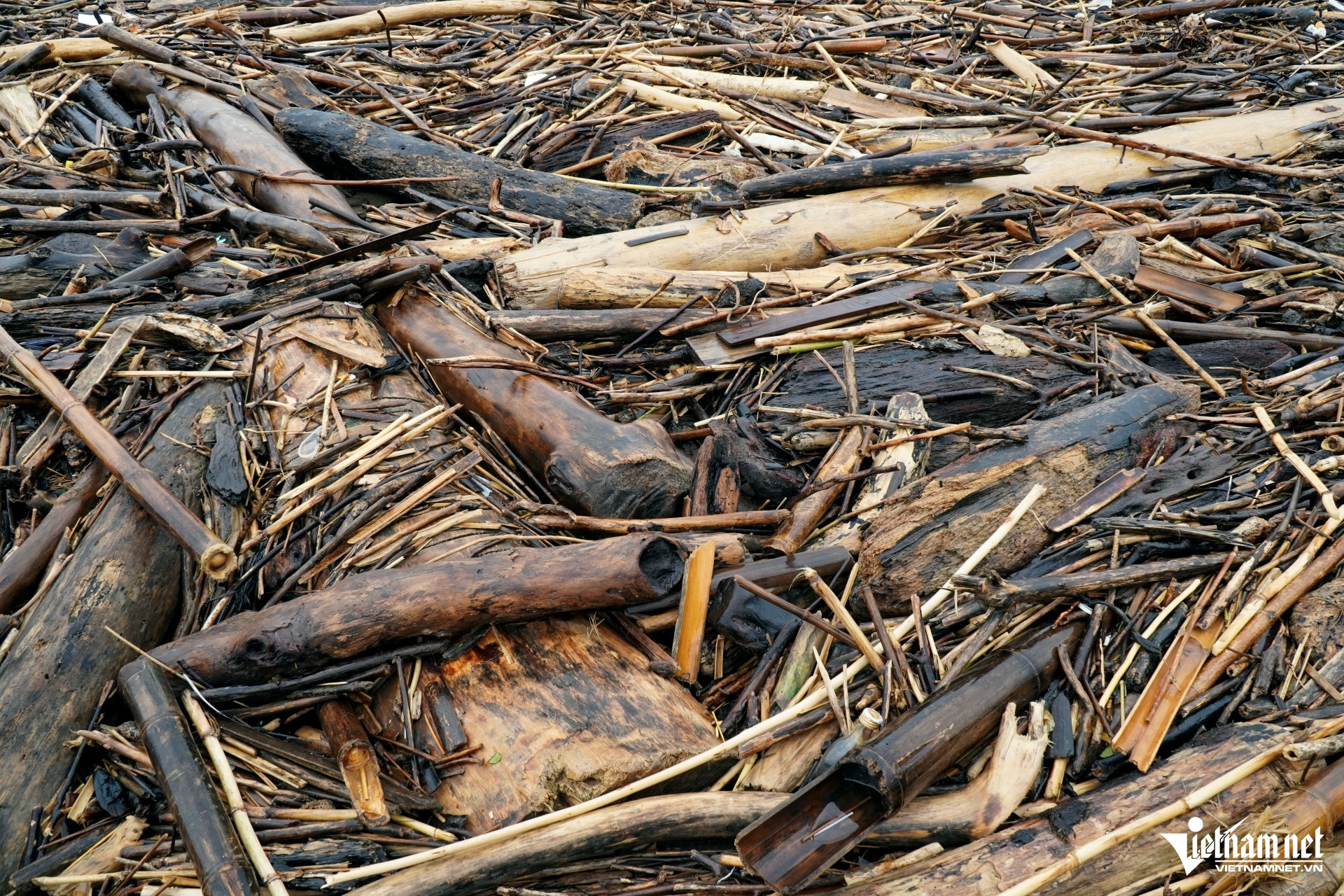 W-a7Điều bất ngờ ở bãi biển Thanh Hóa.JPG.jpg