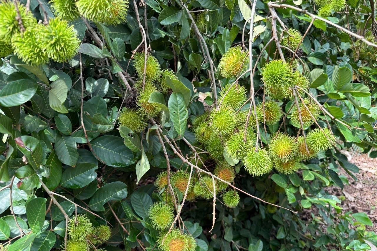 Cơ quan đại diện Việt Nam tại Thổ Nhĩ Kỳ làm cầu nối thúc đẩy hợp tác Halal