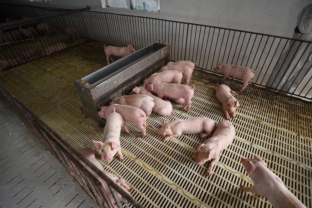 ‘Heo chung cư’ mở đường giảm giá thành, đảm bảo nguồn cung thịt