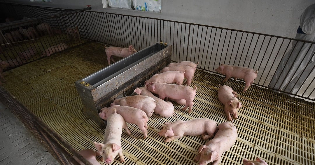 ‘Heo chung cư’ mở đường giảm giá thành, đảm bảo nguồn cung thịt