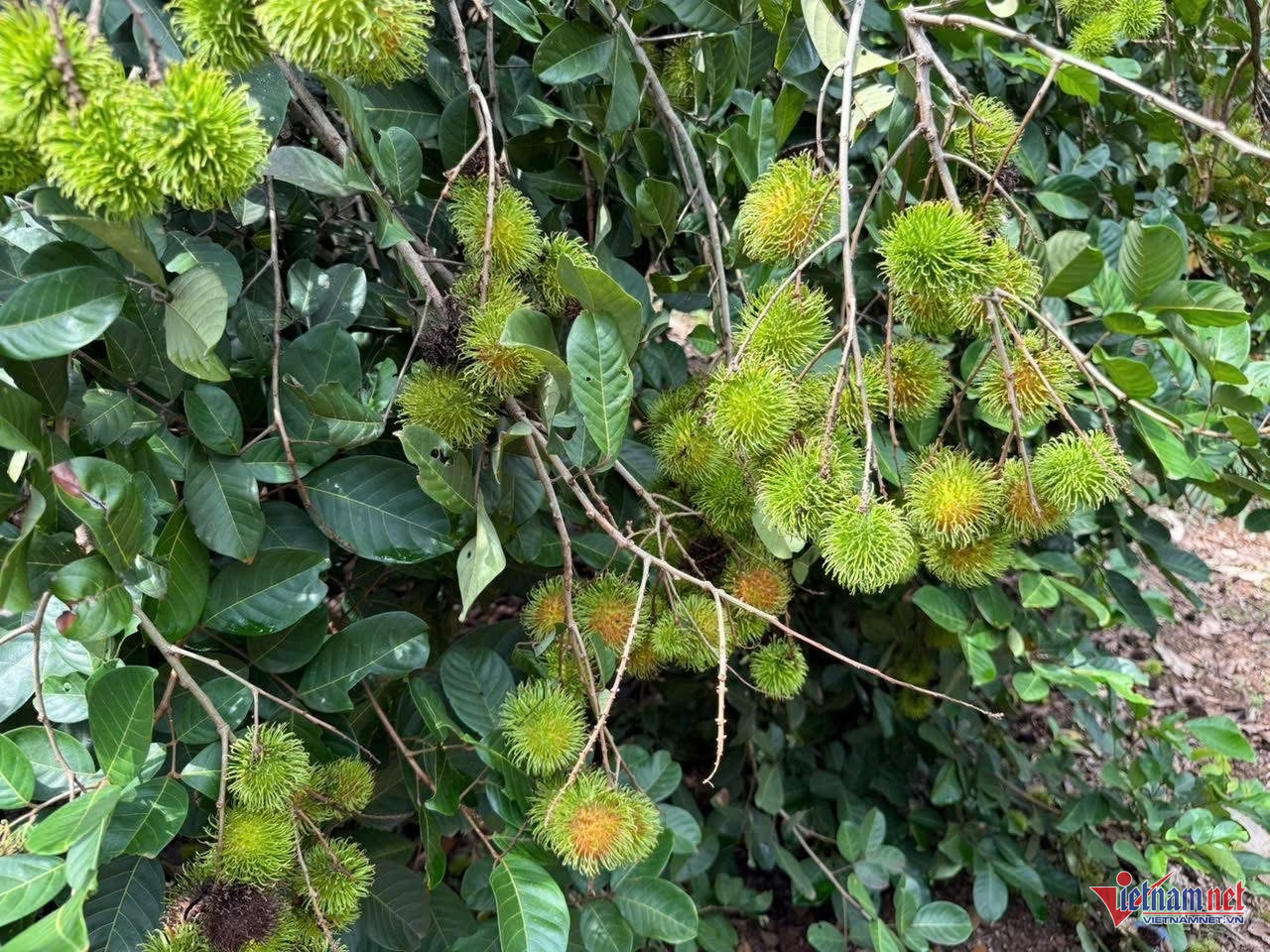 W-nông sản VN.JPG.jpg