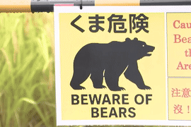 Gấu liên tục tấn công người ở khu dân cư, Nhật Bản ra cảnh báo với du khách