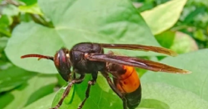 Lấy đá ném tổ ong, 1 bé tử vong, 1 nạn nhân nguy kịch