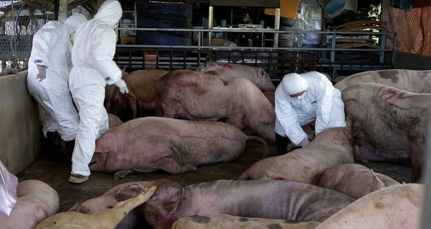 Nông dân lao đao vì 1 triệu con lợn bị tiêu hủy, ông lớn chăn nuôi lãi nghìn tỷ