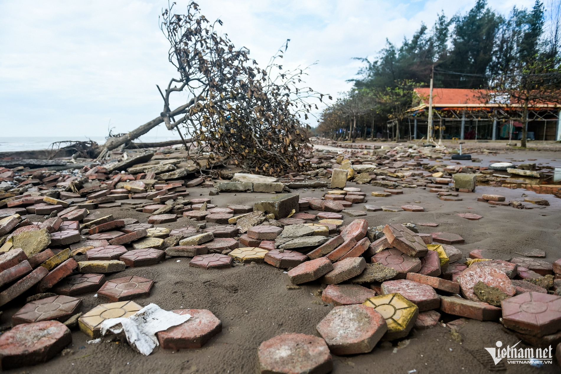 W-Kè rạng đông_4.jpg