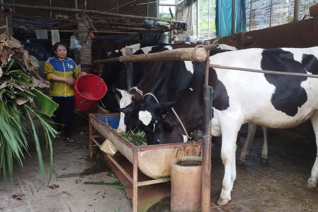 Người nuôi bò sữa ở Phú Thọ 'ngồi trên lửa’, 13 tấn sữa có nguy cơ đổ bỏ mỗi ngày