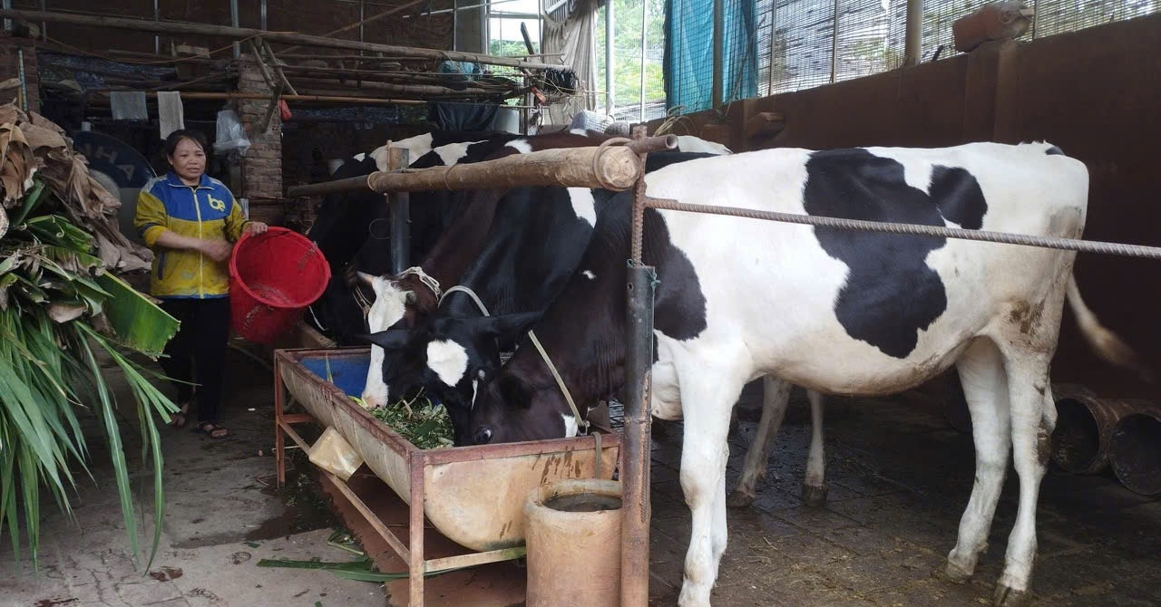 Lý do bất ngờ khiến người nuôi bò sữa ở Phú Thọ như "ngồi trên lửa"