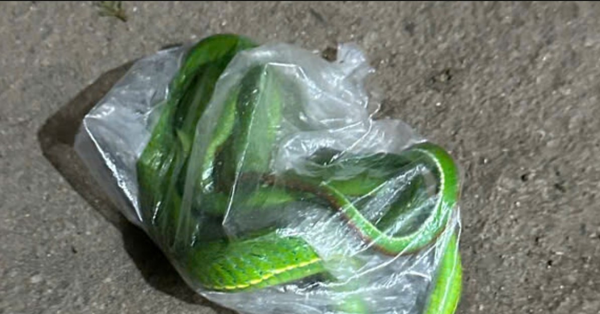 Người đàn ông đi cấp cứu mang theo con rắn độc trong túi nilon