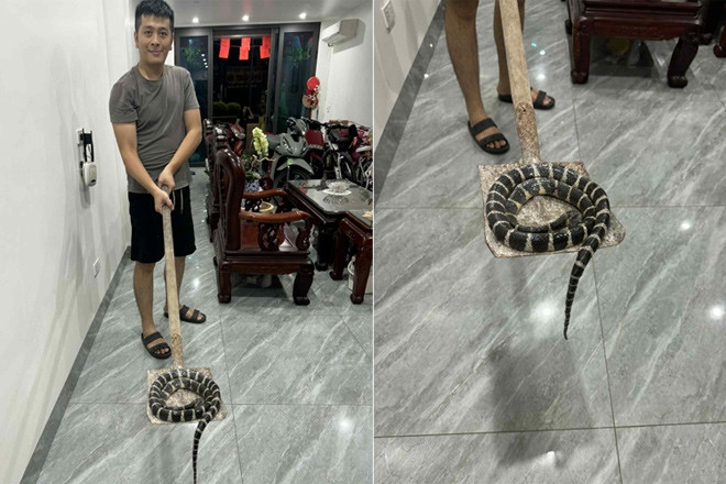 Rắn độc dài hơn 1m bò lên từ bồn cầu, bé gái ở Hải Phòng hét thất thanh