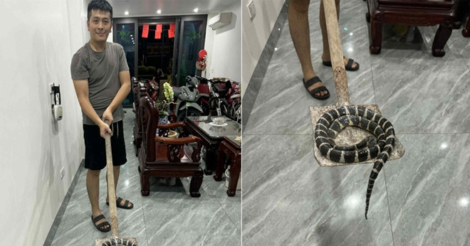 Rắn độc dài hơn 1m bò lên từ bồn cầu, bé gái ở Hải Phòng hét thất thanh