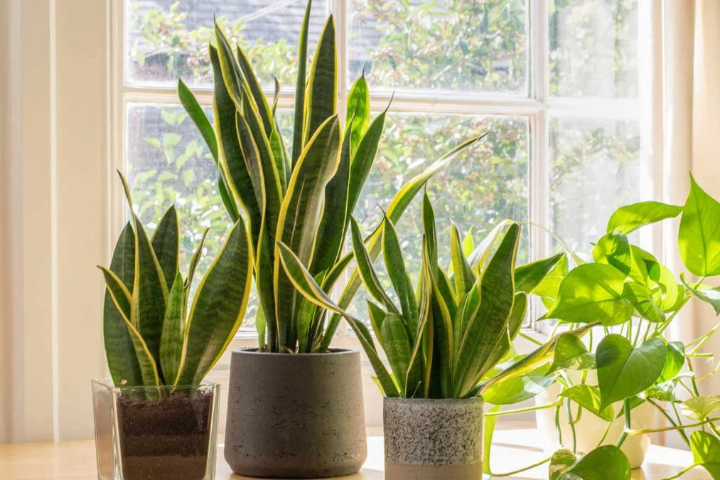 6 loại cây trồng trong nhà giúp thanh lọc không khí, ngừa nấm mốc độc hại