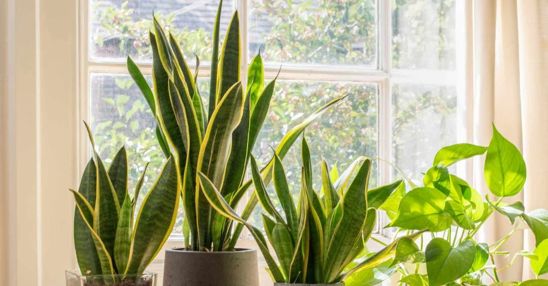 6 loại cây trồng trong nhà giúp thanh lọc không khí, ngừa nấm mốc độc hại