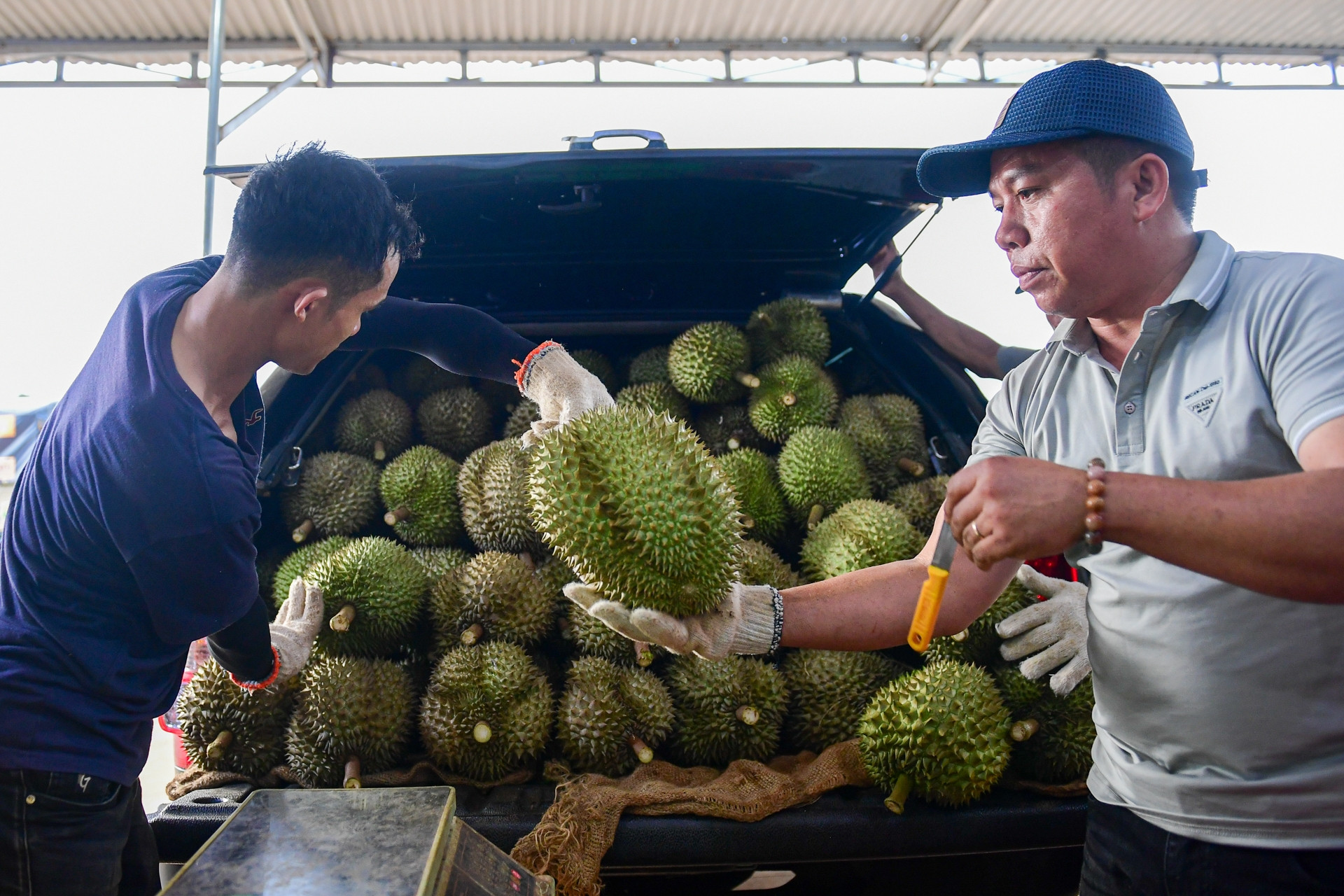 Diễn biến mới vụ gần 2.000 container sầu riêng bị ùn tắc