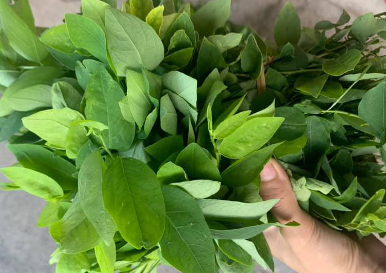 rau ngotngot 359.png