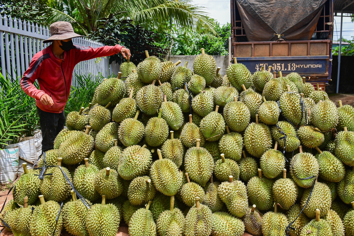 Xuất khẩu sầu riêng thu tiền nhiều kỷ lục
