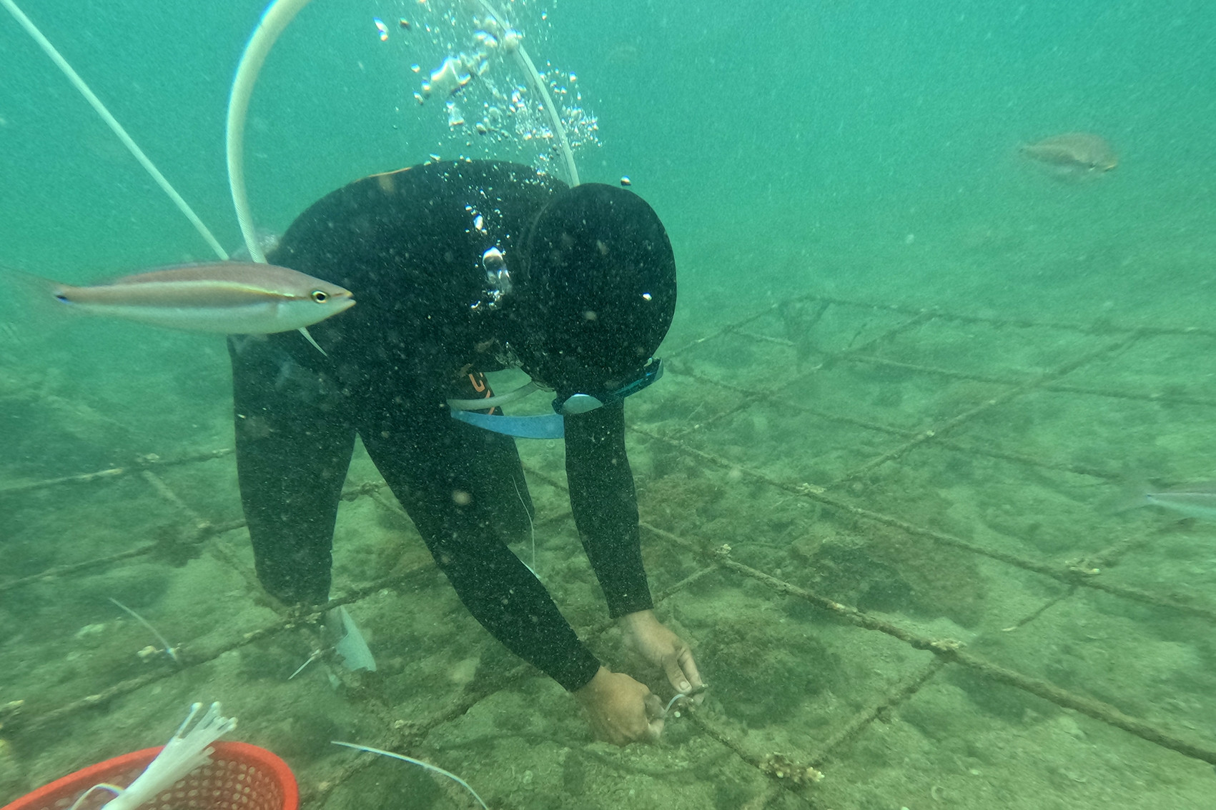 Bỏ ra hàng trăm triệu, nhóm người trẻ miệt mài 'trồng rừng' dưới đáy biển Cô Tô