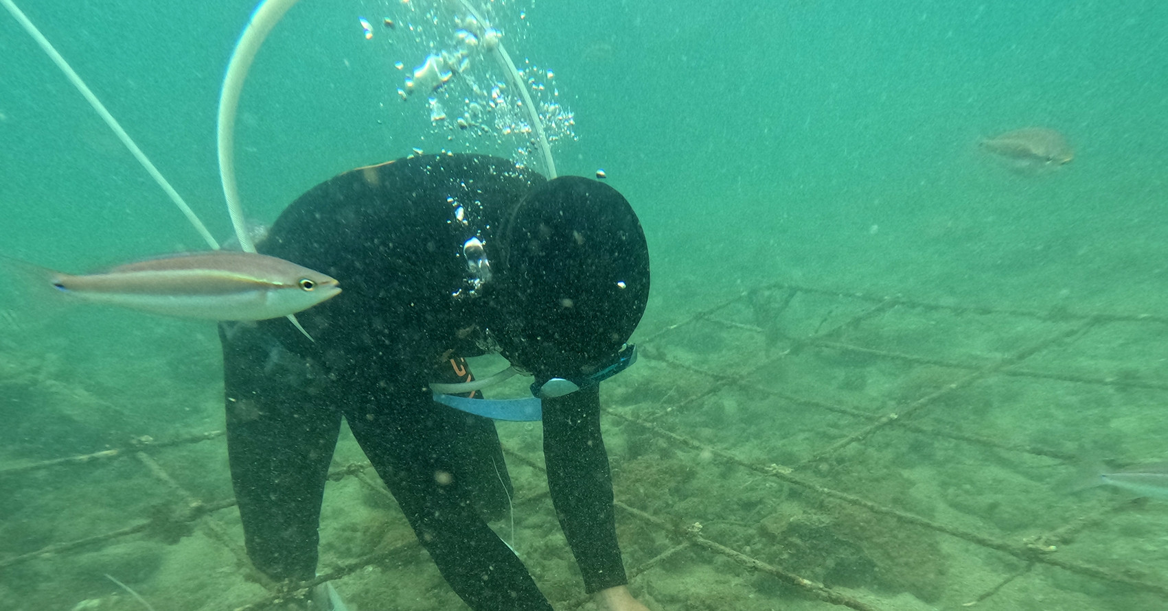 Bỏ ra hàng trăm triệu, nhóm người trẻ miệt mài &amp;apos;trồng rừng&amp;apos; dưới đáy biển Cô Tô