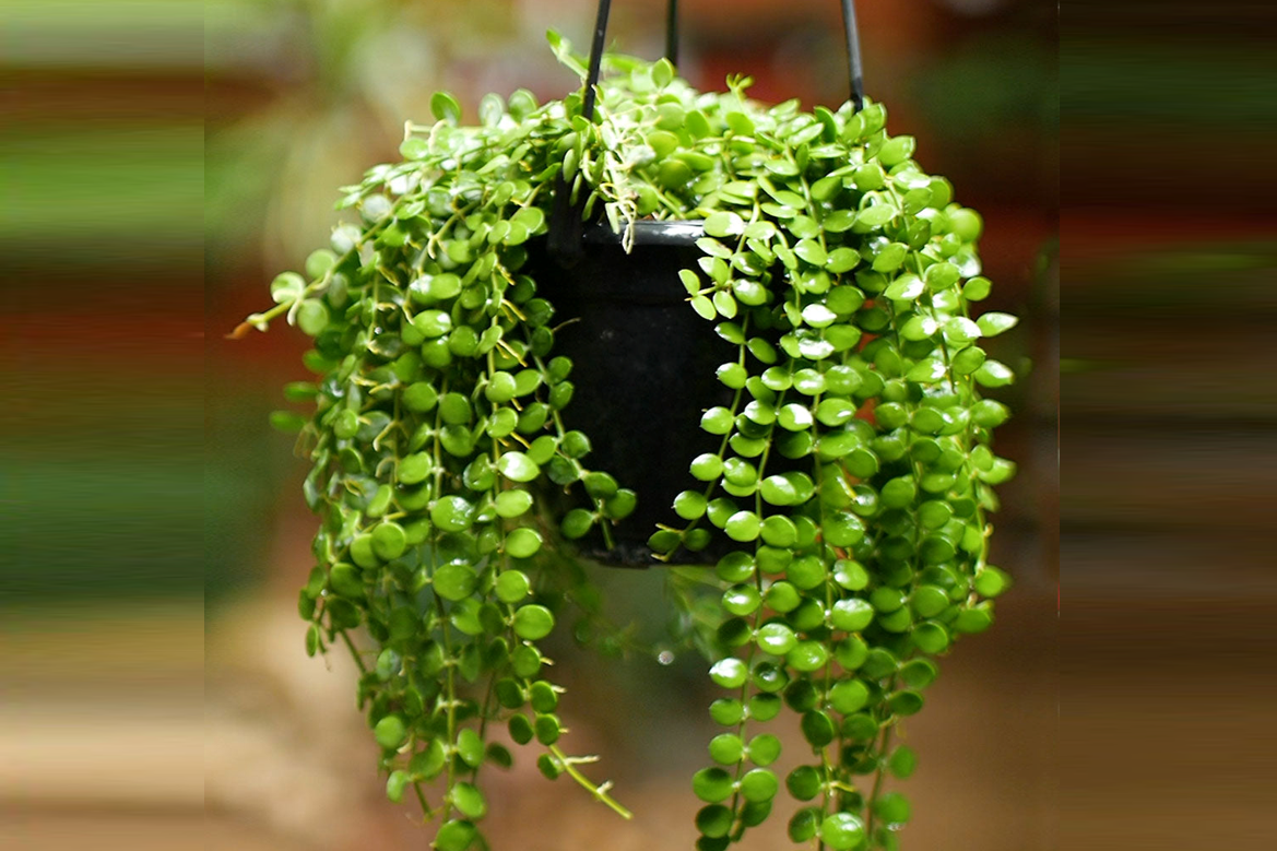 Cây Đô la - biểu tượng của tài lộc và sự sung túc