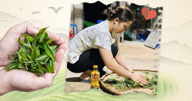 Cô gái Tủa Chùa thắp lửa đam mê cho giấc mơ trà Shan tuyết Việt Nam