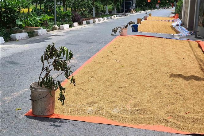 Phơi thóc trên đường: Hành vi tưởng vô hại có thể trả giá bằng mạng người