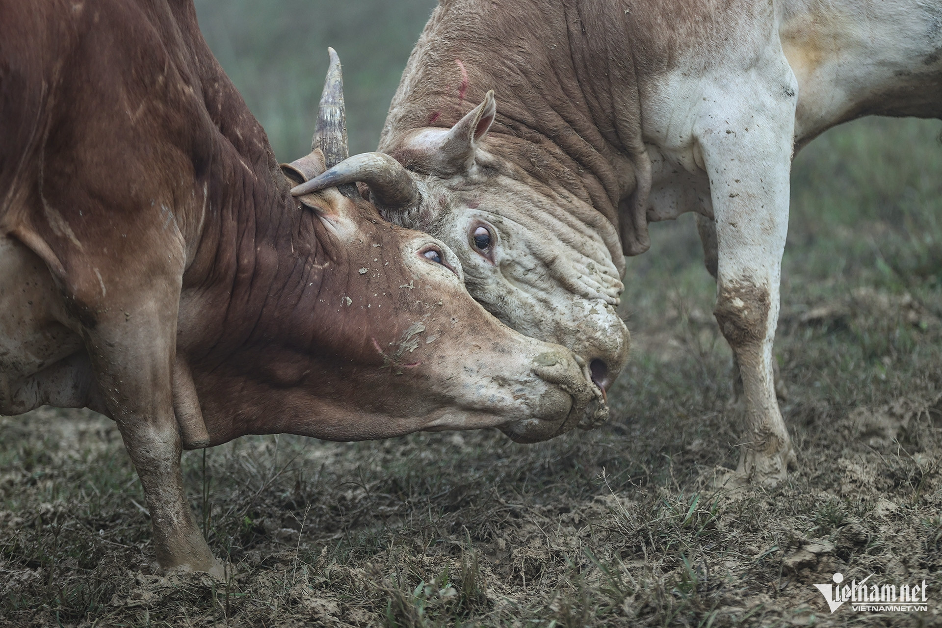 W-Hội bò chận 13.jpg