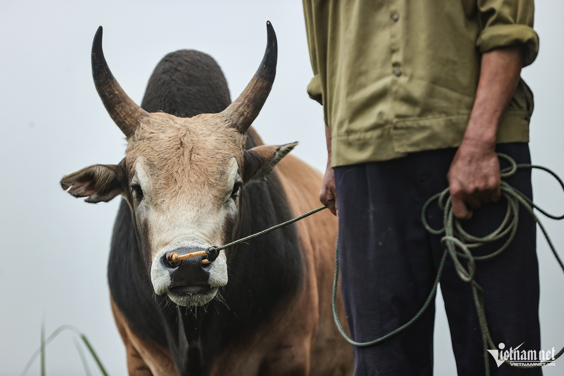 W-Hội bò chận 15.jpg