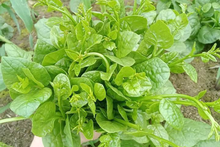4 tác dụng bất ngờ của rau lang Mồng tơi được xếp vào