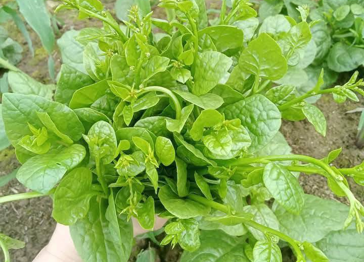 rau mong toi 77751.png