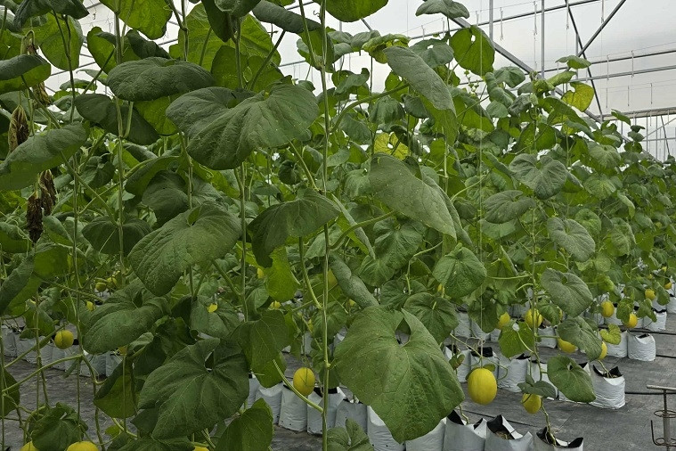 Trung Thành phát huy thành quả, nâng cao chất lượng tiêu chí nông thôn mới