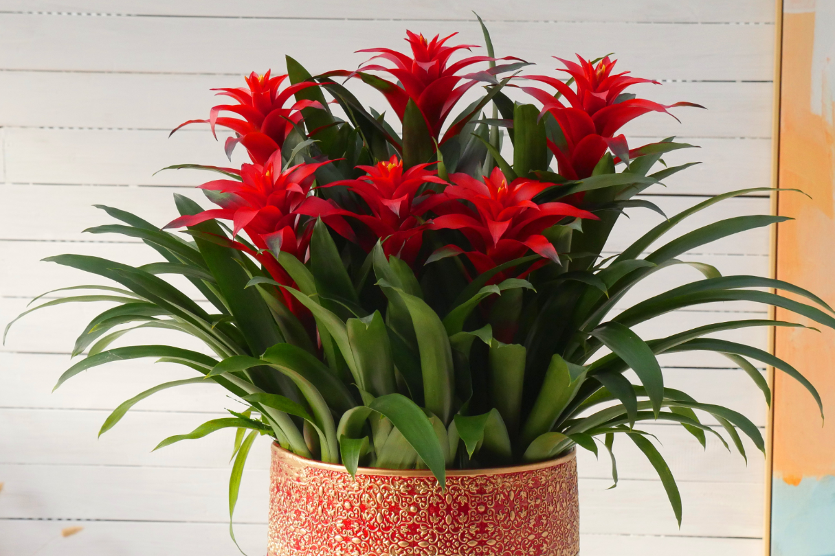 3 loại cây hành Thủy được giới làm ăn săn lùng