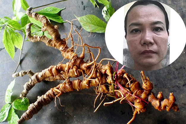 Giăng bẫy đầu tư Sâm Ngọc Linh, nữ doanh nhân ở Đà Nẵng chiếm đoạt tiền tỷ