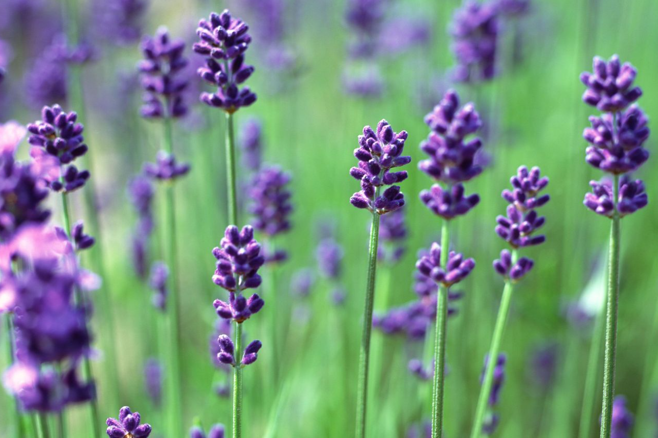 Cây Lavender: Sắc tím an yên, mang lại năng lượng tích cực