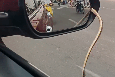 Tài xế khiếp vía khi đang lái xe bất ngờ thấy rắn chui ra từ gương chiếu hậu