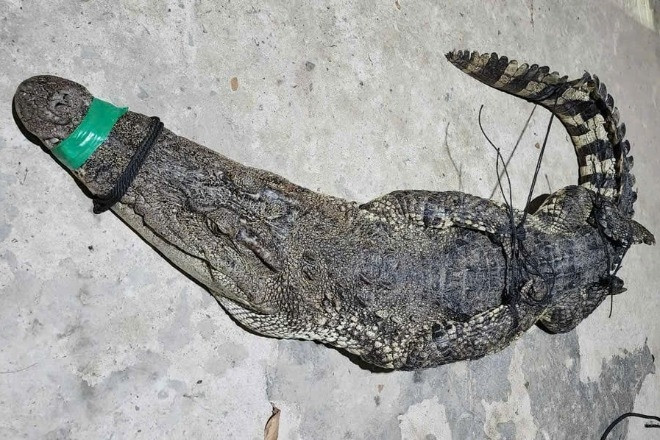 Thả lưới trên sông, người đàn ông hoảng hốt vì bắt được cá sấu trưởng thành