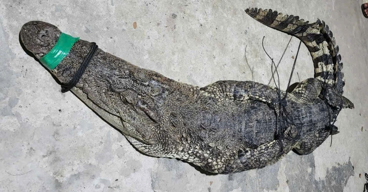 Thấy lưới rung dữ, người đàn ông hoảng hốt phát hiện cá sấu quẫy bên trong