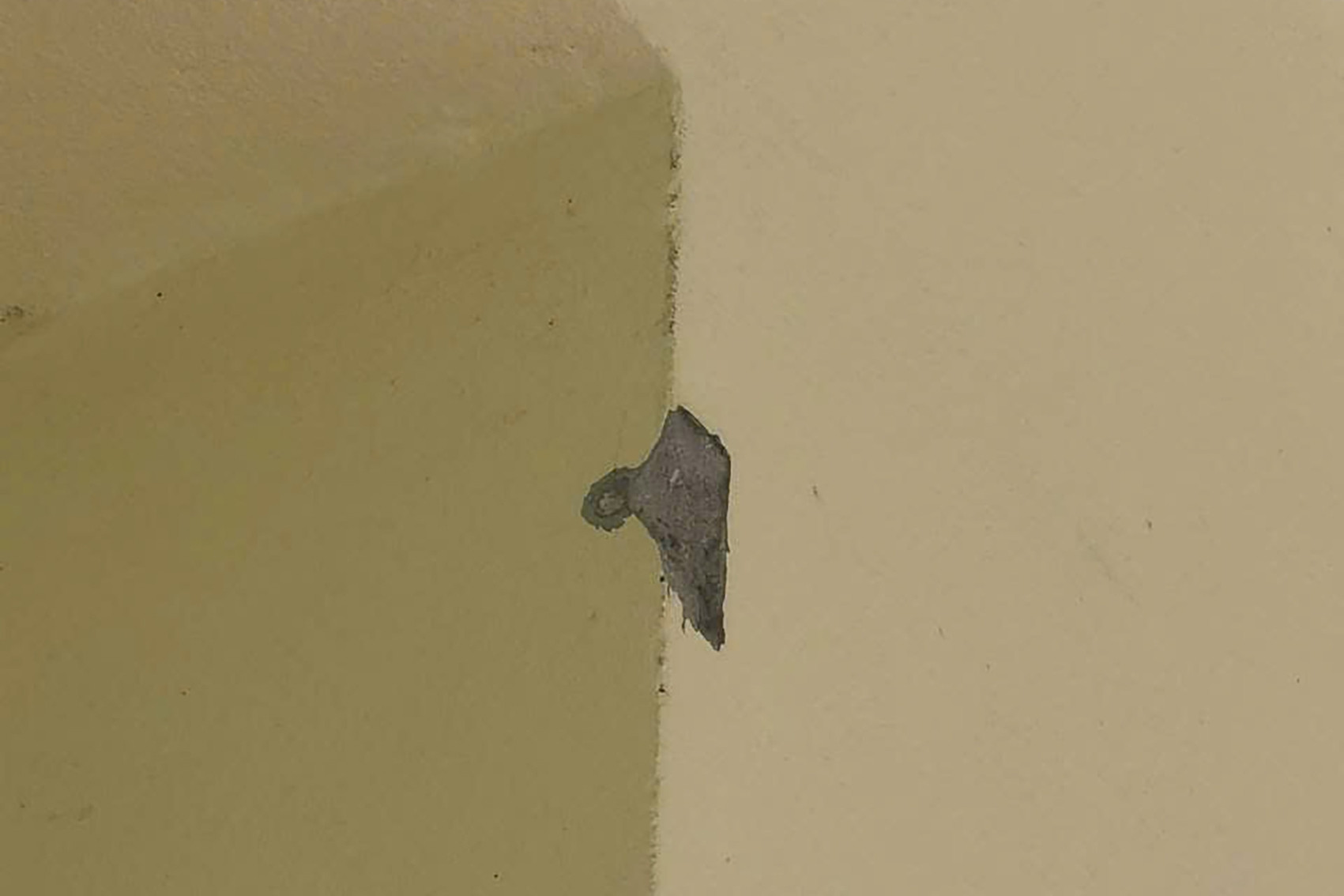 Xác minh việc nhà dân ở Quảng Ninh nghi bị súng hơi bắn hư hại