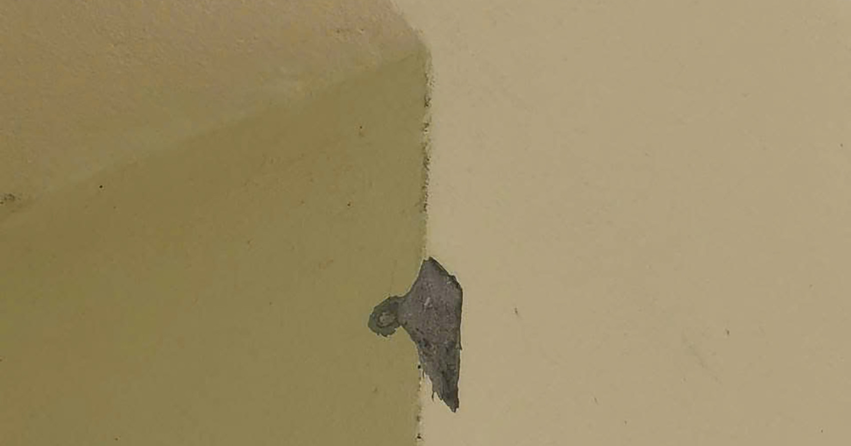 Xác minh việc nhà dân ở Quảng Ninh nghi bị súng hơi bắn hư hại