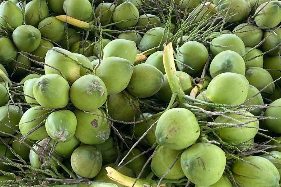 Giá dừa lao dốc, 50 nghìn mua được 12 quả
