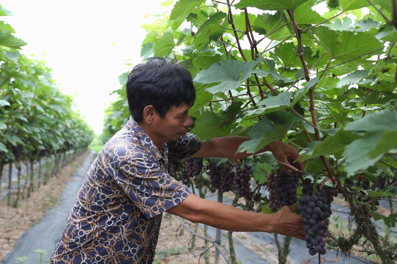 Hiệu quả rõ nét từ phong trào đoàn kết xây dựng nông thôn mới ở Ninh Bình