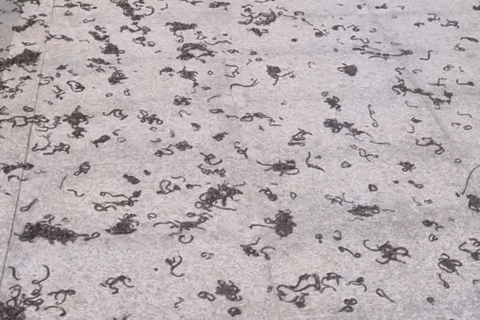 Kinh hãi hàng nghìn con giun đất bò lên vỉa hè ở khu đô thị rồi chết la liệt