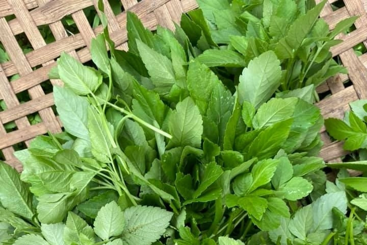 Loại cỏ dại ven đường tốt cho sức khỏe