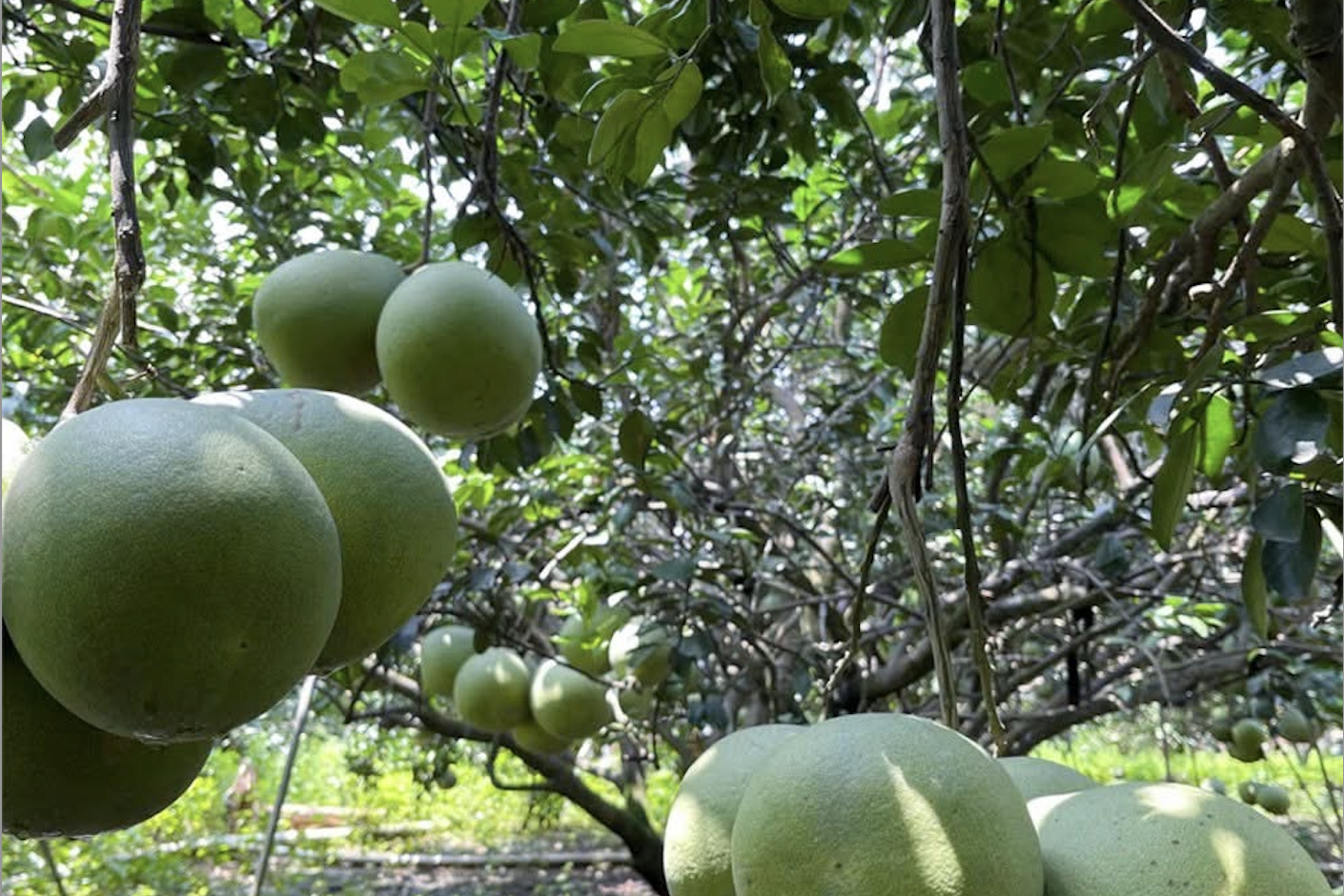 UKVFTA: Tuân thủ quy định nhằm đảm bảo uy tín và chất lượng nông sản Việt Nam