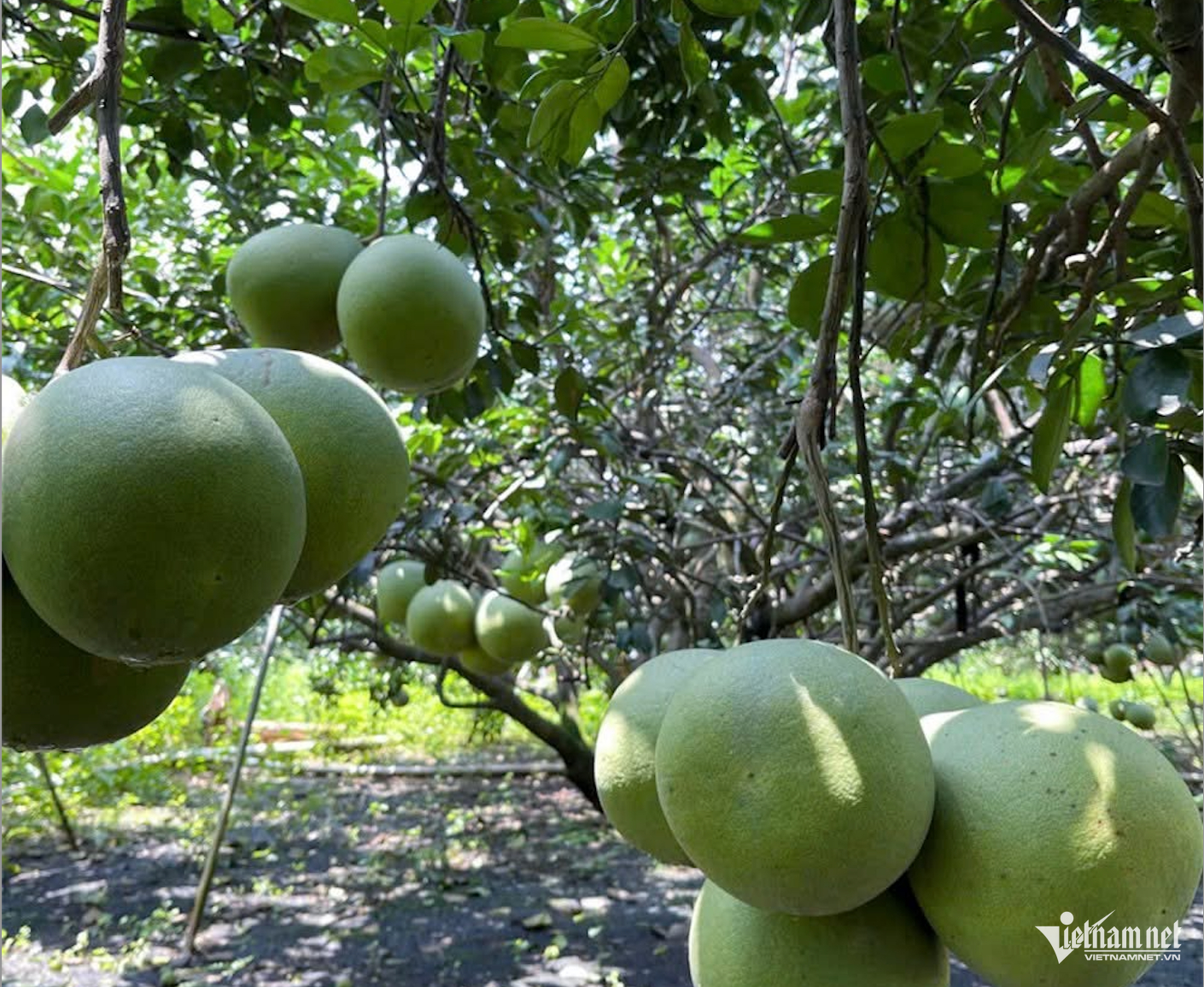 W-Nông sản việt nam .png