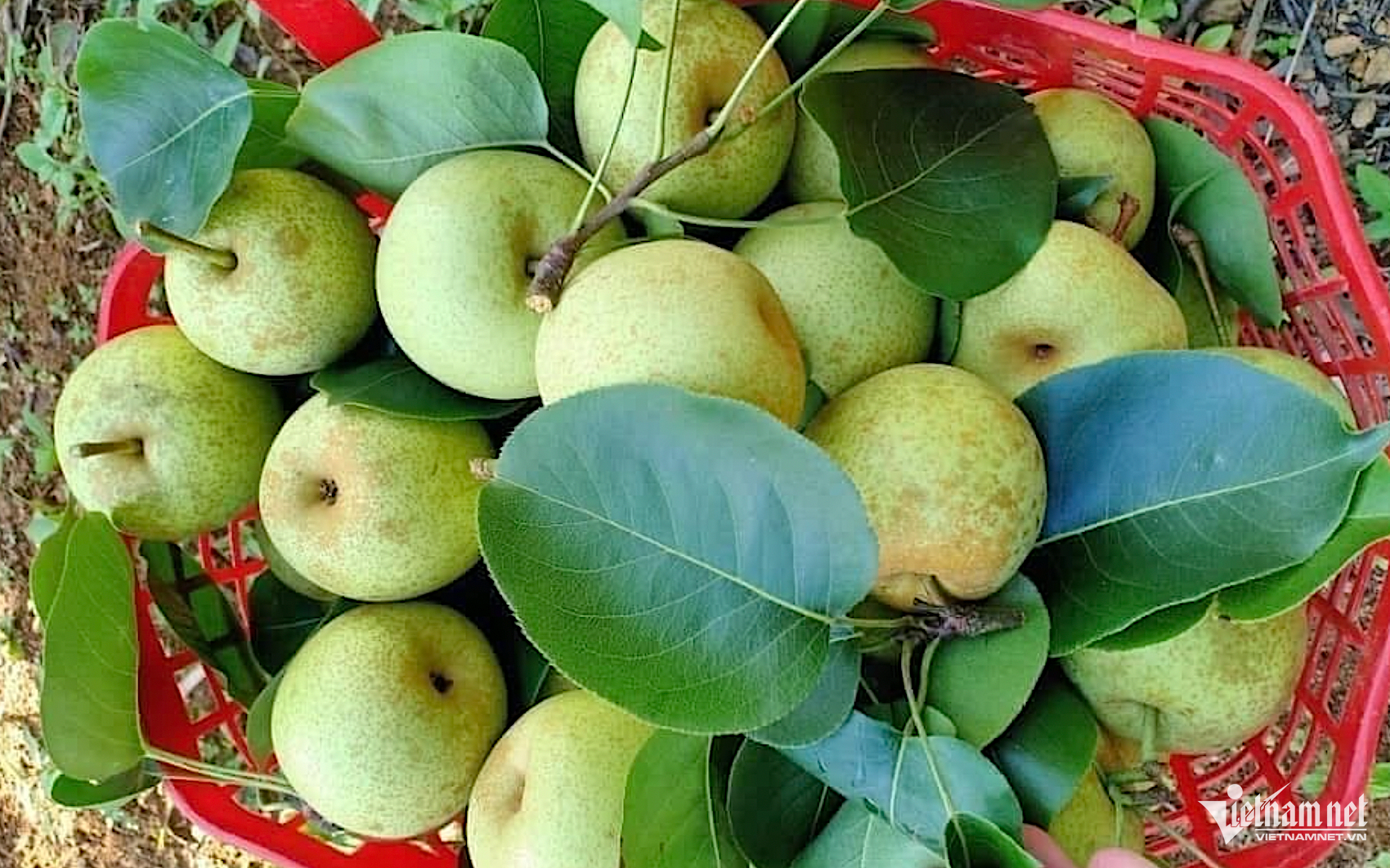 W-xuất khẩu nông sản.png