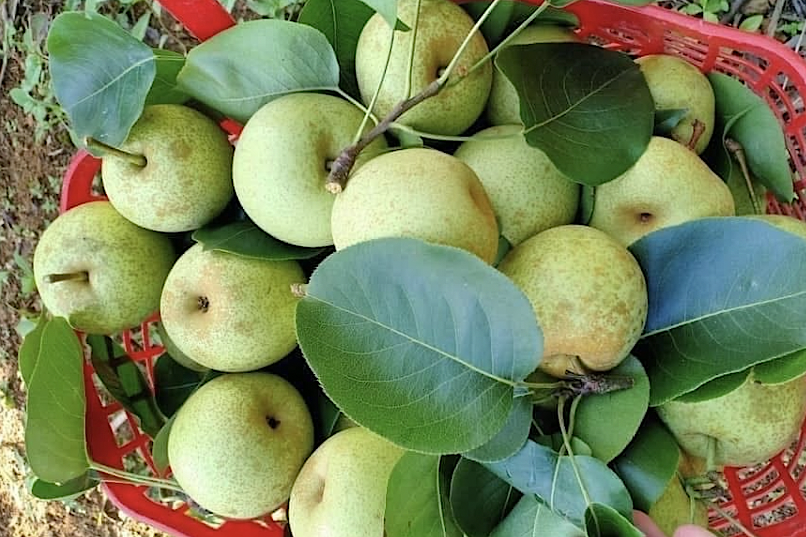 Xây dựng thương hiệu để khai thác hiệu quả hơn dư địa của UKVFTA