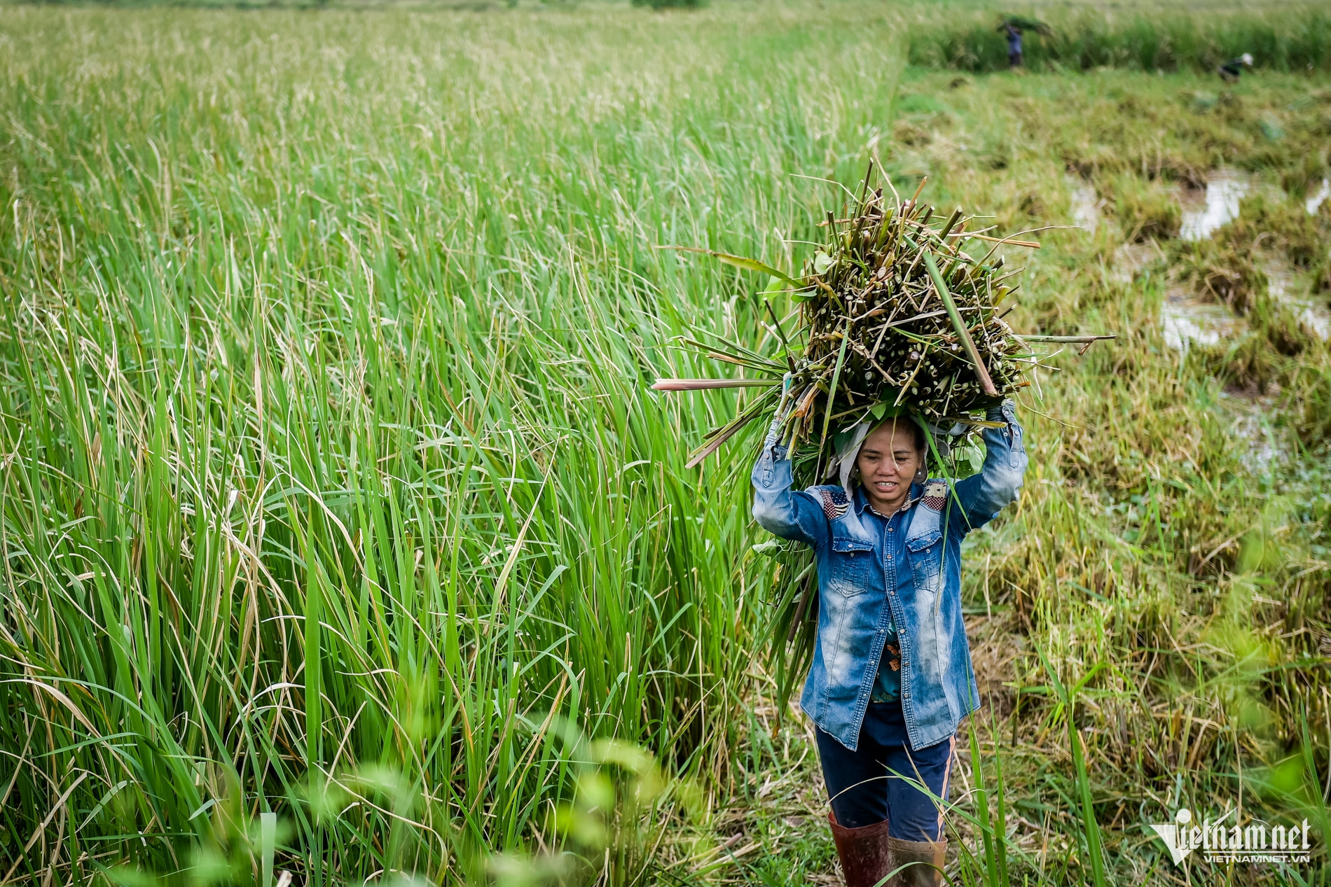 W-Niễng Nam Định.jpg