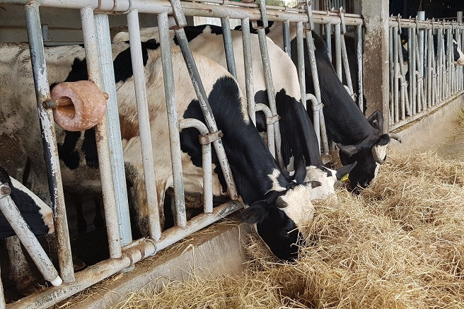 Cà Mau: Xây dựng nông thôn mới bền vững ở vùng đồng bào dân tộc Khmer