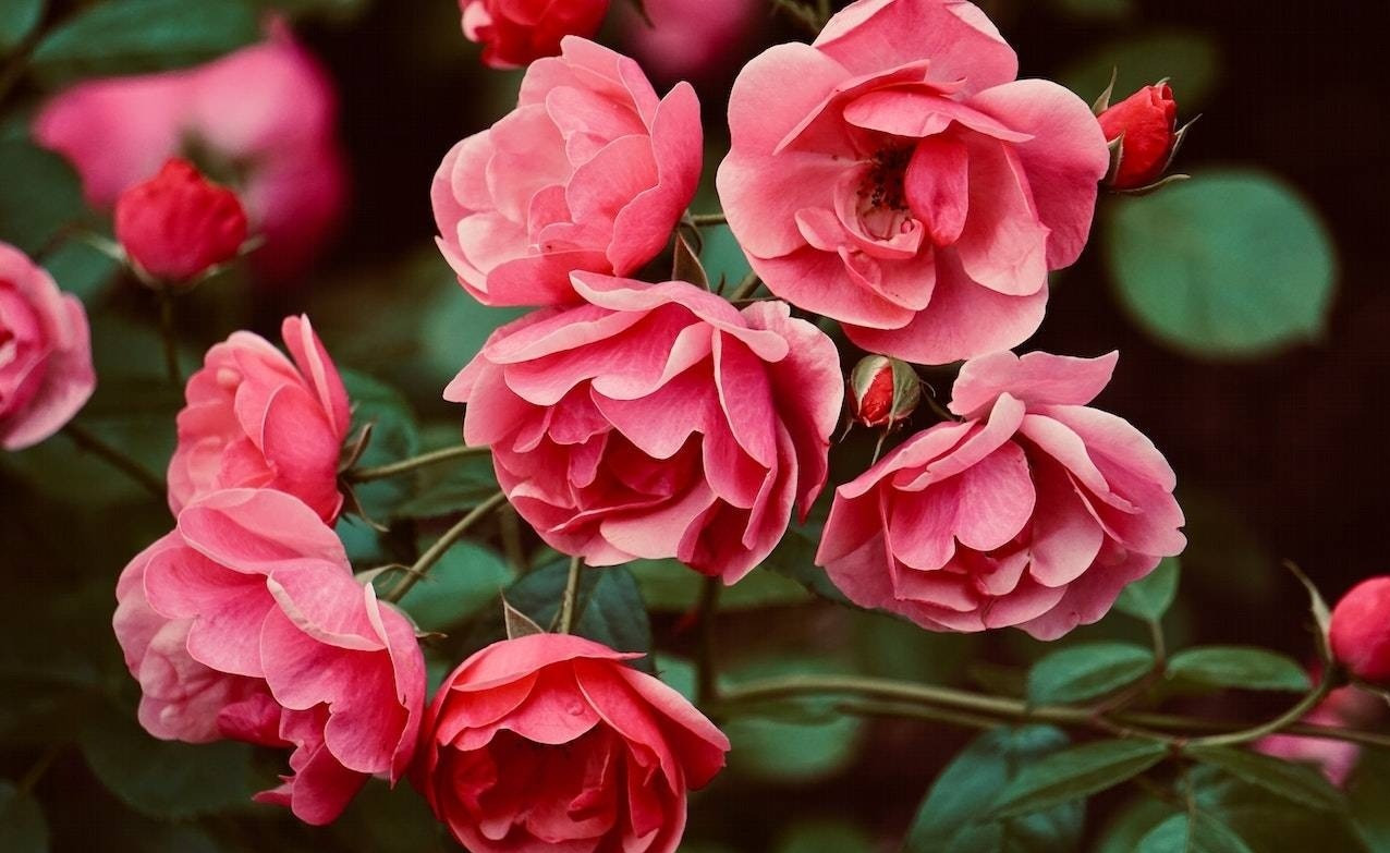 Tuần mới, 4 con giáp bước vào vận may tài lộc, tiền bạc dư dả